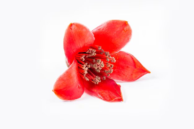 Bombax rouge